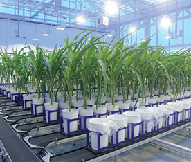 土壤儀器WIWAM植物表型成像分析系統conveyor